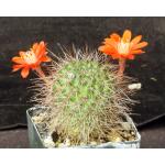 Rebutia robustispina (R88) 3-inch pots