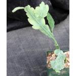 Rhipsalis crispimarginata 4-inch pots