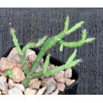 Rhipsalis ewaldiana 2-inch pots
