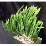 Rhipsalis ewaldiana 4-inch pots