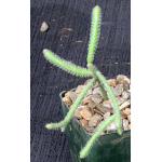 Rhipsalis horrida 3-inch pots