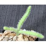 Rhipsalis horrida 2-inch pots