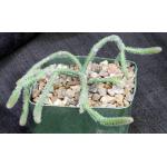 Rhipsalis horrida 5-inch pots