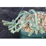 Rhipsalis horrida 6-inch pots