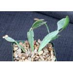 Rhipsalis oblonga 4-inch pots