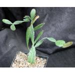 Rhipsalis oblonga 5-inch pots