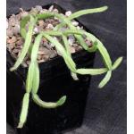 Rhipsalis micrantha 5-inch pots