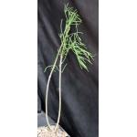Rhipsalis teres fm heteroclada 4-inch pots