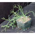Rhipsalis teres fm prismatica 5-inch pots