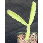 Rhipsalis triangularis (HBG 136518) 4-inch pots