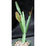 Rhipsalis triangularis (HBG 136518) 4-inch pots
