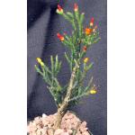Rhipsalis ewaldiana 4-inch pots