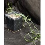 Rhipsalis grandiflora 5-inch pots