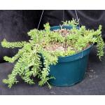 Rhipsalis mesembryanthemoides 8-inch pots