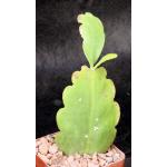 Rhipsalis pachyptera (HBG 72650) 4-inch pots