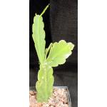 Rhipsalis pachyptera (HBG 72650) 5-inch pots