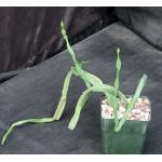 Rhipsalis paradoxa ssp. paradoxa 4-inch pots