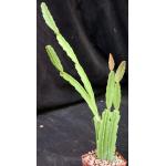 Rhipsalis triangularis (HBG 136518) 4-inch pots