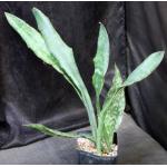 Sansevieria elliptica (Bhitala 1019) one-gallon pots