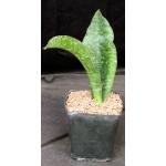 Sansevieria alwitrii (BG 98-293) one-gallon pots