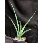 Sansevieria ebracteata one-gallon pots