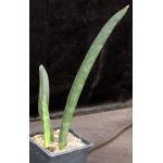 Sansevieria hallii cv Blue Bat one-gallon pots