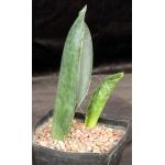 Sansevieria sp. (Litembo, Tanzania) one-gallon pots