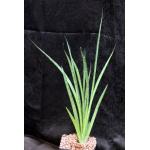 Sansevieria hybrid (Uganda) one-gallon pots