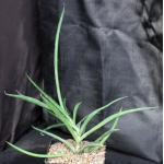 Sansevieria laevifolia (Lake Naivasha, Kenya) one-gallon pots