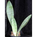 Sansevieria rugosifolia (Bhitala 1018) one-gallon pots