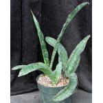 Sansevieria rugosifolia (Bhitala 1008) 8-inch pots