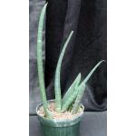 Sansevieria fischeri 8-inch pots