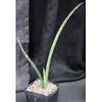 Sansevieria pearsonii (variegated) one-gallon pots