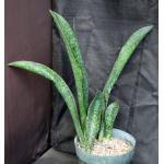 Sansevieria sp. (Lake Borgoria, Kenya) 12-inch pots