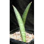 Sansevieria abyssinica one-gallon pots