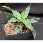 Sansevieria arborescens (Bhitala 1021) one-gallon pots