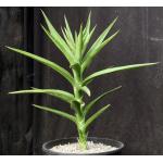 Sansevieria bagamoyoensis 3-gallon pots