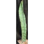 Sansevieria bhitalae cv Silver one-gallon pots