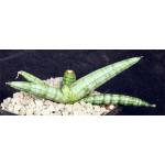 Sansevieria cv ‘Boncel‘ 5-inch pots
