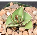 Sansevieria disticha (Lav 23154) 4-inch pots