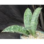 Sansevieria elliptica cv Horwood (FKH 424) 8-inch pots