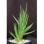 Sansevieria francisii (FKH 432) one-gallon pots