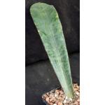 Sansevieria humiflora cv Hawaiian Star 5-inch pots