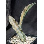 Sansevieria kirkii var. pulchra cv Coppertone one-gallon pots