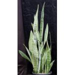 Sansevieria trifasciata var. laurentii cv Silver 2-gallon pots