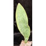 Sansevieria masoniana 5-inch pots