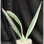 Sansevieria metallica cv Tenzan one-gallon pots