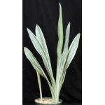 Sansevieria metallica cv Tenzan 8-inch pots