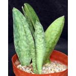 Sansevieria rugosifolia (Bhitala 1008) 8-inch pots