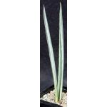 Sansevieria trifasciata cv Bantels Sensation one-gallon pots